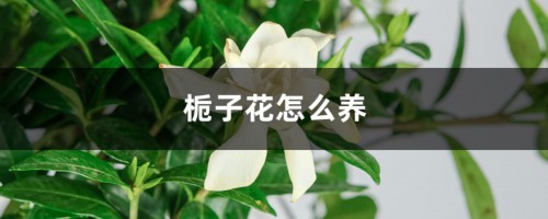 栀子花怎么养，栀子花冬天落叶吗