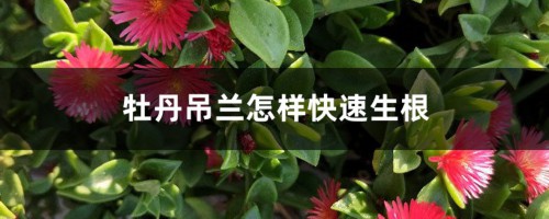 牡丹吊兰怎样快速生根